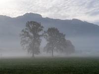 Nebelschleier mit schemenhaften Bäumen am Feld bei Aschau